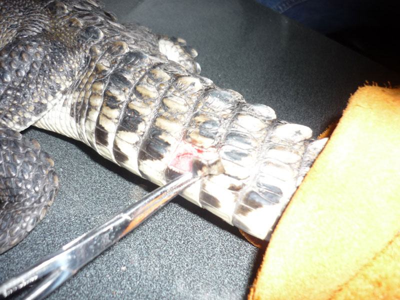 Extracción de una muestra de escama de un cocodrilo