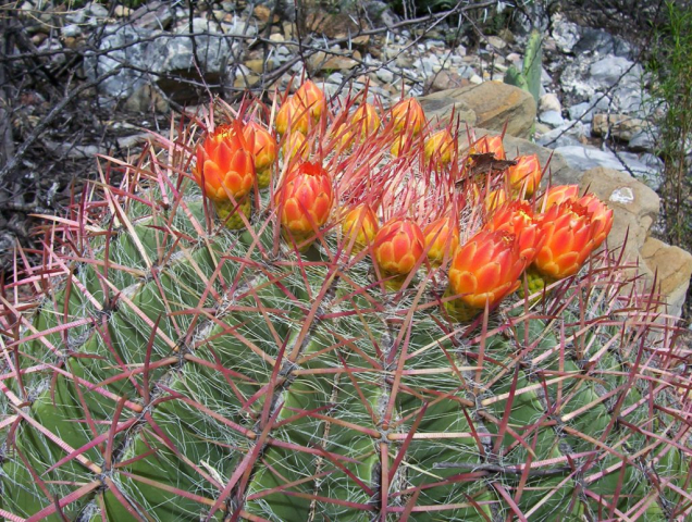 Ferocactus pilosus en floración, Mazapil, Zacatecas