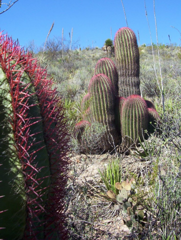 Ferocactus pilosus o Cabuches, Mazapil, Zacatecas