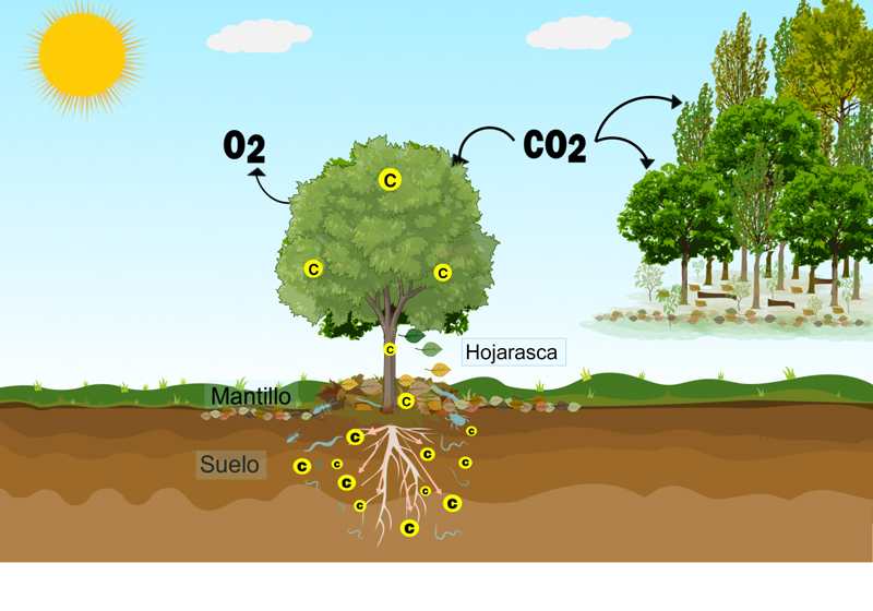 Almacenes de carbono en el ecosistema