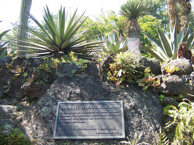 Jardín de plantas del desierto Helia Bravo 1, JBot UNAM