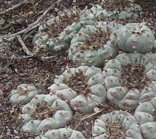 Lophophora williamsii Peyote, Zacatecas