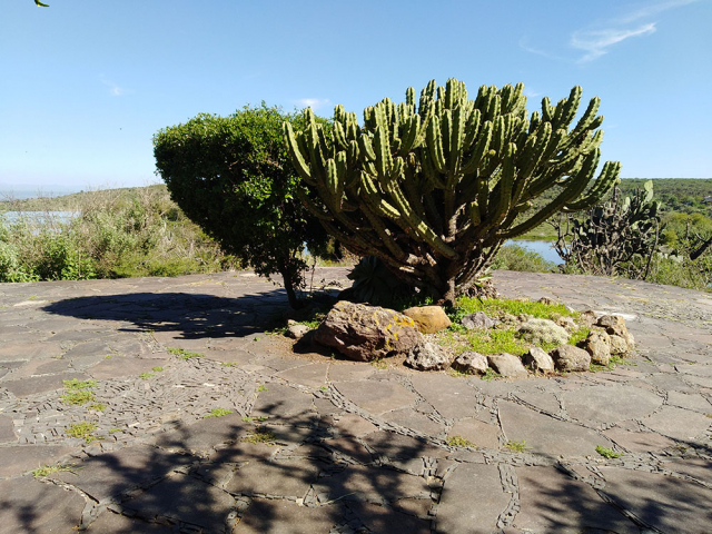 Myrtillocactus geometrizans, JBot El Charco del Ingenio, Guanajuato