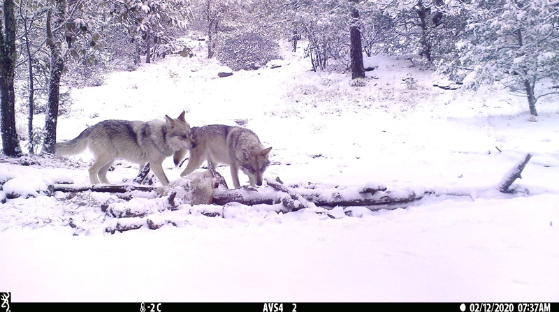 Qué dientes tan grandes tienes! Un vistazo a la dieta del lobo mexicano -  RDU UNAM