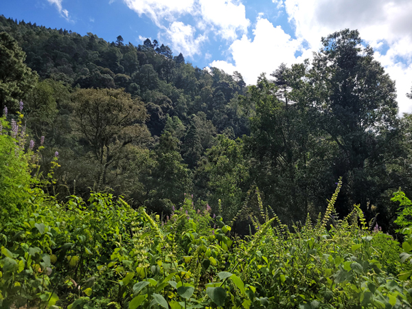 Bosque de pino-encino en El Área de Protección de flora y fauna Pico de Tancítaro en Tancítaro