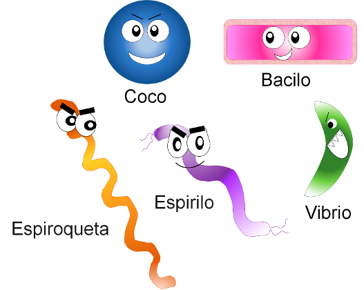 Formas de las bacterias