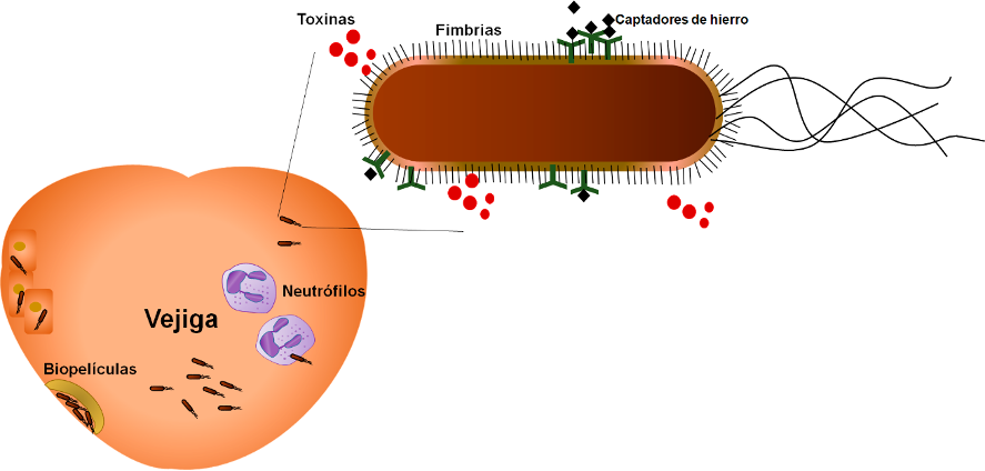 Mecanismos de virulencia de E. coli uropatógena